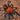 Urupelma mishana, Orange Crush tarantula.