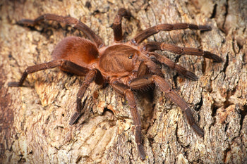 Theraphosidae sp. pederseni (Pedersen's Ecuadorian Tarantula)