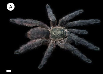 Tapinauchenius polybotes (Saint Lucia Giant Tarantula) 0.5-0.75"