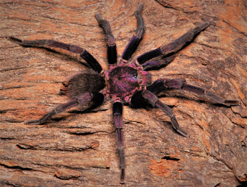 Theraphosinae sp. 'Roatan' (Roatan Purple Tarantula) about 0.5"