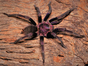 Theraphosinae sp. Roatan, Roatan Purple tarantula.
