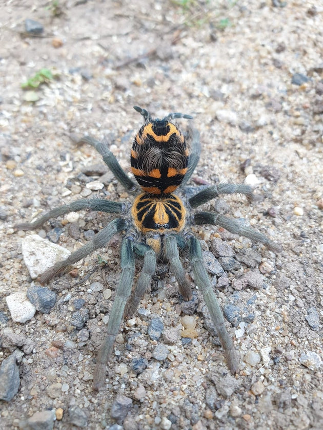 Ecuadorian Crowned Tarantula