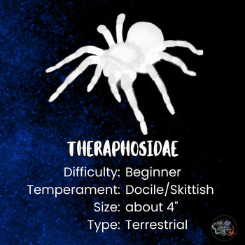 Theraphosidae sp "Dorado" (Golden Royalty Tarantula) 1”+