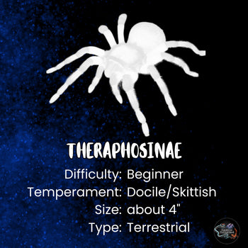Theraphosinae sp. 'Rauta' Tarantula NEW SPECIES