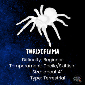 Thrixopelma pruriens (Peruvian Green Velvet Tarantula) 0.5"