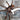 Thrigmopoeus truculentus 1.5–2"