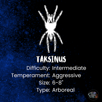 Taksinus bambus (Thai Bamboo Tarantula) 0.75"