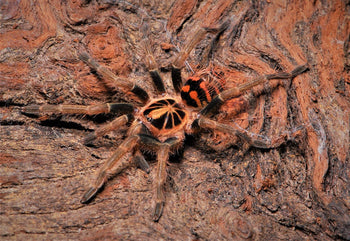 Theraphosinae sp. 'Colombia' (Colombian Crowned Tarantula) 1-1.5"