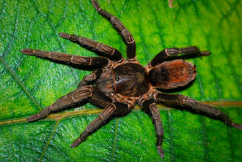 Theraphosinae sp. 'Chorillo Grande' Tarantula *NEW*