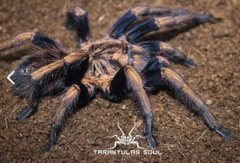 Theraphosidae sp "Dorado" (Golden Royalty Tarantula) 1”+