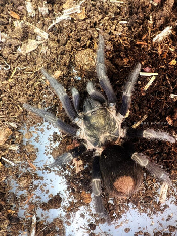Theraphosinae sp. 'Inca Gold' (Inca Gold Tarantula) 0.75-1"