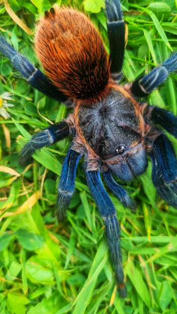 Theraphosinae sp “Highland Blue” Tarantula