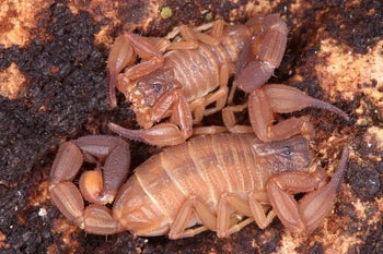 Tityopsis rolandoi (Rolando's Scorpion)