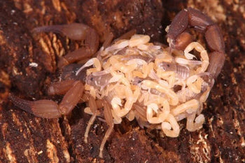 Tityopsis rolandoi (Rolando's Scorpion)
