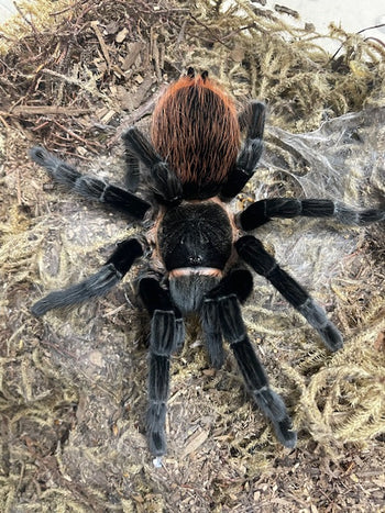 Guatemalan Red-rump Tarantula