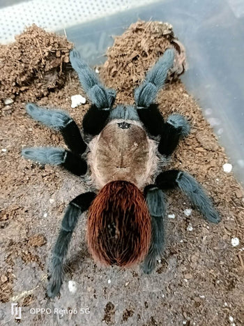 Tliltocatl sp 'golden back' 0.75"