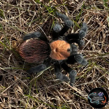 Brachypelma albiceps (Golden Red Rump Tarantula) FEMALE