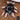 Brachypelma klaasi, Mexican Pink tarantula.
