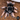 Brachypelma klaasi (Mexican Pink Tarantula) 2-2.5"