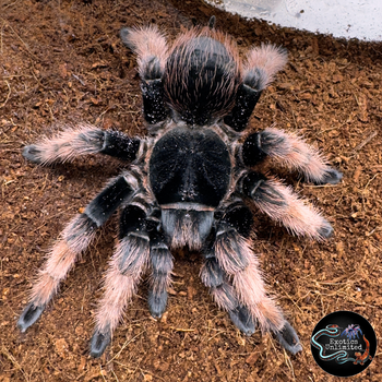 Brachypelma klaasi (Mexican Pink Tarantula) 2-2.5"