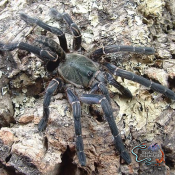 Melopoeus vonwirthi, Vietnam Black tarantula.