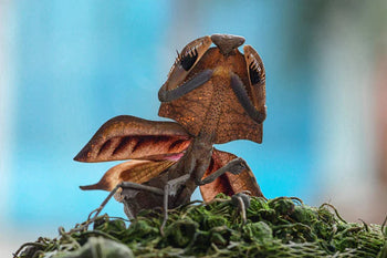 Vietnam Dead Leaf