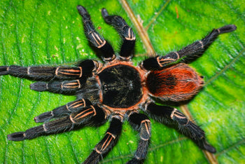 Thrixopelma sp 'Andes Fire' Tarantula *FIRST TIME IN USA*