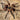 Theraphosidae sp. Subaureum tarantula.