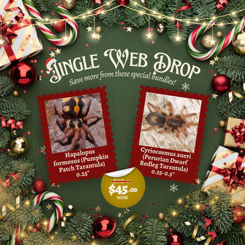 Jingle Web Drop - Hapalopus formosus (Pumpkin Patch Tarantula) 0.25" & Cyriocosmus aueri (Peruvian Dwarf Redleg Tarantula) 0.25-0.5"