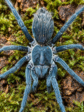 Theraphosidae sp. 'Yurimaguas' Tarantula 0.25"