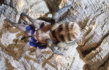 Anqasha picta (Peruvian Blue Tiger Tarantula)