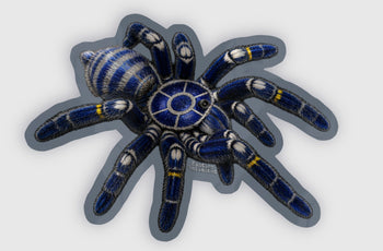 P2-M2 - (Gooty Sapphire) P. metallica 2.2" x 1.6" Indoor/Outdoor Stickers LIMITED EDITION