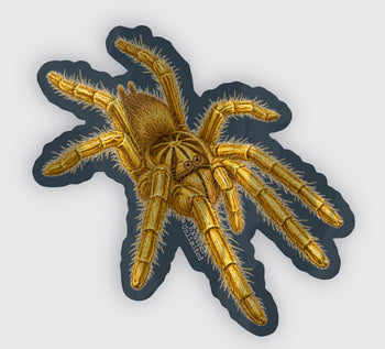 N-3IO - Neoholothele Incei (Trinidad Gold Tarantula) 2" x 1.9"  Indoor/Outdoor Stickers LIMITED EDITION