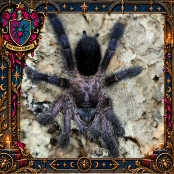 Avicularia purpurea (Purple Pink Toe Tarantula) 0.75-1" POTIONS EVENT