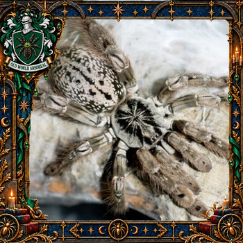 Heteroscodra maculata (Togo Starburst Tarantula)