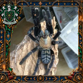Omothymus sp. "Sumatran Tiger" (Sumatran Tiger Earth Tiger Tarantula) 0.75" CHAMPION EVENT
