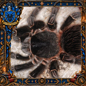 Lasiodora parahybana (Salmon Pink Bird Eater Tarantula) 0.5" POTIONS EVENT