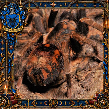Hapalopus guerreroi (Gothic Pumpkin Patch Tarantula) 0.33-0.5" CHAMPION EVENT