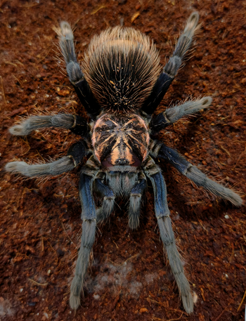 Xenesthis sp. 'Blue' (Powder Blue & Orange Bird Eater Tarantula) 3-3.5"+ FEMALE