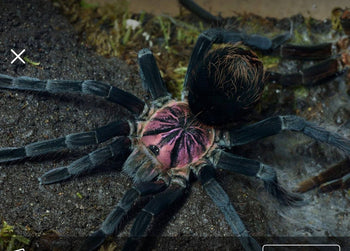 Xenesthis sp. 'Light' (Light Beauty Bird Eater Tarantula) 6" FEMALE & 5" MALE PAIR **VERY RARE**