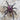 Xenesthis sp. Tenebris, Monstrosa locality tarantula.