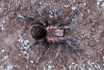 Xenesthis sp. 'Megascopula' 1.5-2"