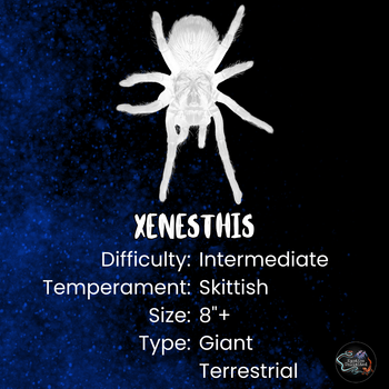 Xenesthis sp. Light, Light Beauty Bird Eater tarantula.