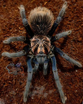 Xenesthis sp. 'Blue' (Powder Blue & Orange Bird Eater Tarantula)