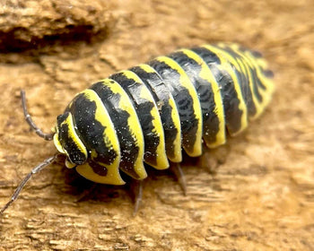 Yellow Zebra Isopods (Armadillidium maculatum)