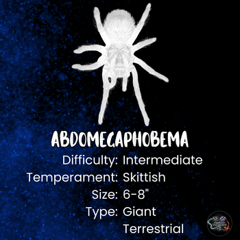 Abdomegaphobema (ex Megaphobema) mesomelas (Costa Rican Red Leg Tarantula) MALE