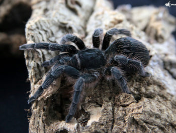 Aphonopelma crinirufum, Nicaraguan Blue Front tarantula.