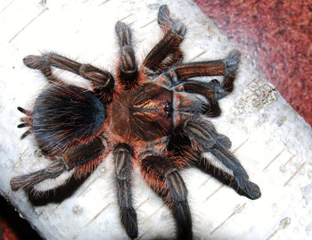 Phormictopus atrichomatus (Red Island Bird Eater Tarantula)