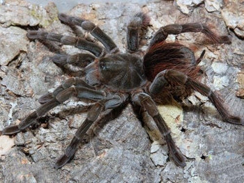 Megaphobema velvetosoma (Brown Velvet Birdeater Tarantula) 1.5-2"