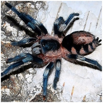 Cyriocosmus ritae (Peruvian Black & White Tarantula) 1-1.5”+ Well started showing adult colors!